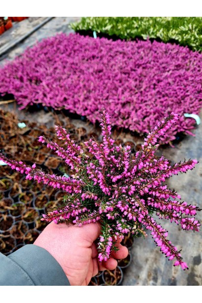 Еріка дарленська Крамерс Роут - 0,5-3л/вис.10-15см/Ø15-20см